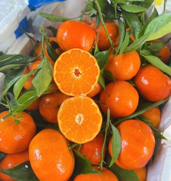 CAM CANH SIÊU NGỌT