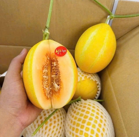 DƯA LÊ HÀN QUỐC